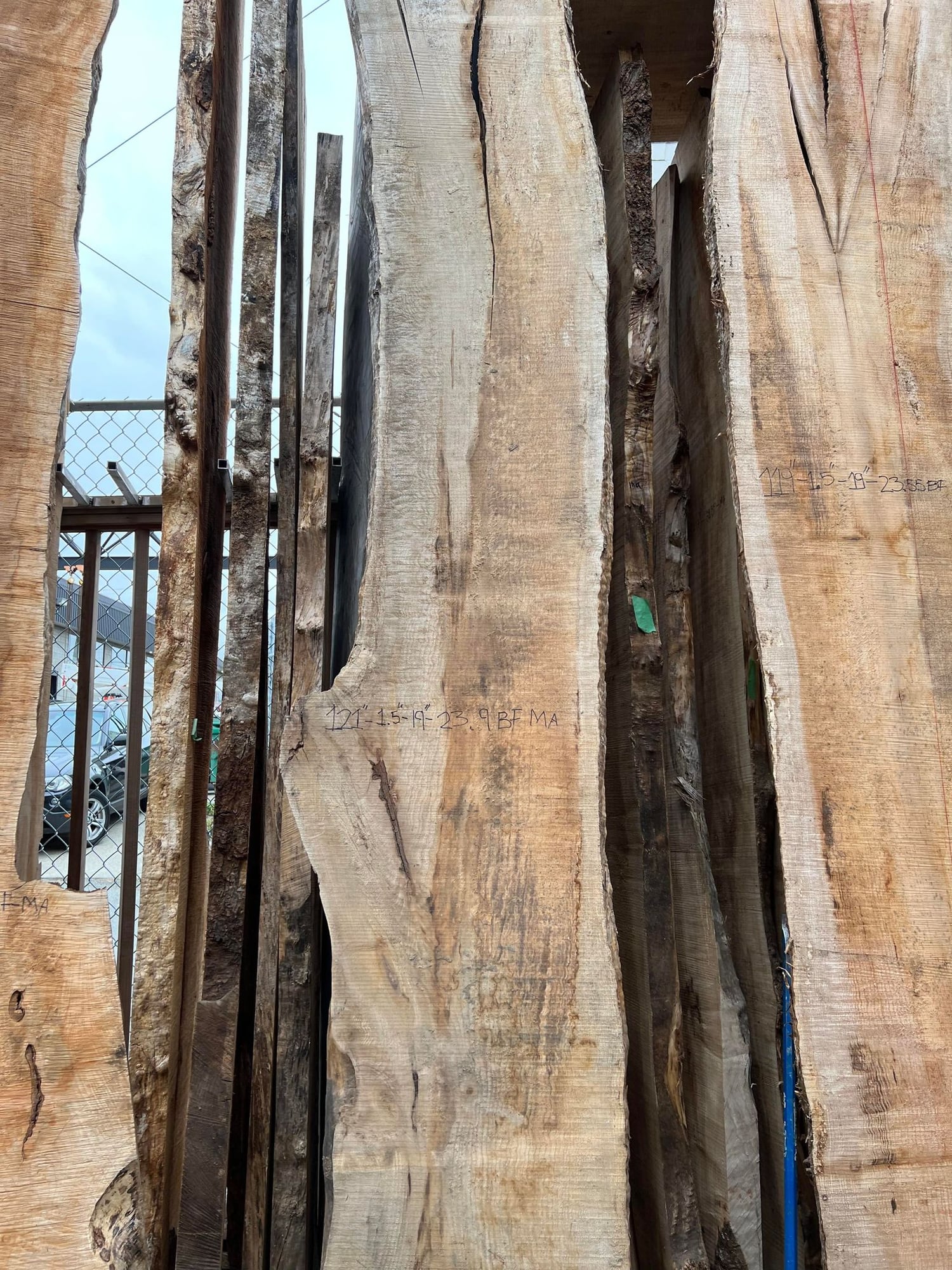 Big Leaf Maple